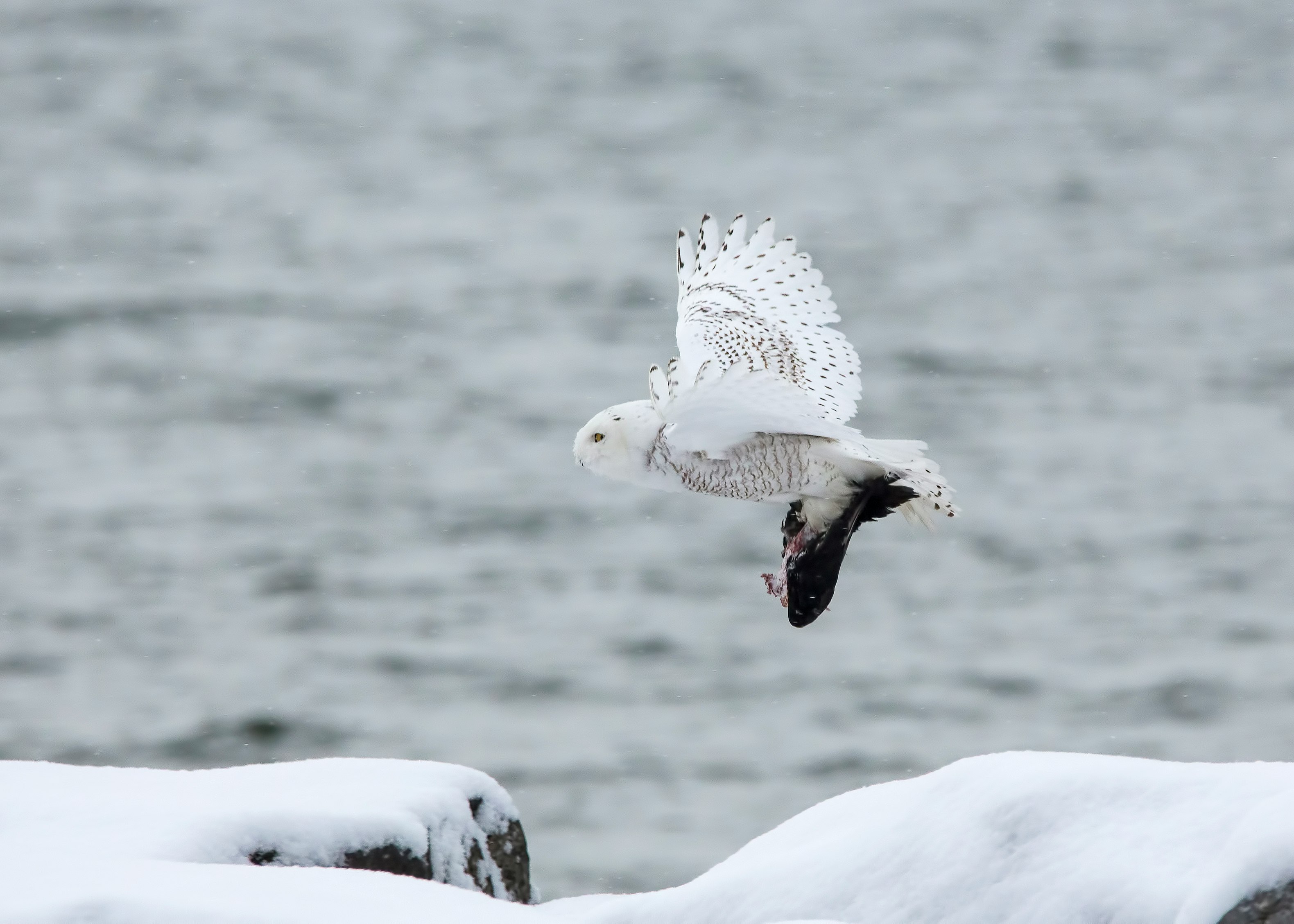 white owl flying through the sky